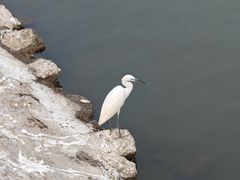 -白鹭洲公园