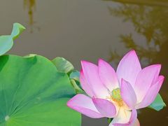 -丽泽山庄·生态怀柔菜·虹鳟鱼(红螺寺店)