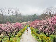 -梅花山(明孝陵内)
