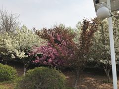 -济南国际园博园