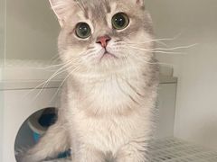 -lincat·猫舍(广州店)