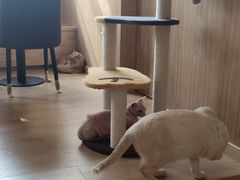 -猫腻·猫咖·撸猫馆(星光大道店)