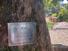 -杨家堂村