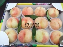 -南汇水蜜桃采摘(大团店)