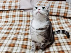 -宠爱国际动物医院· 猫科· 外科·中兽医(长白店)