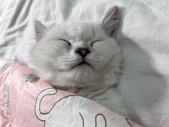 -欣宠猫屋·矮脚拿破仑·蓝金金渐层