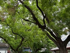-北京国子监胡同