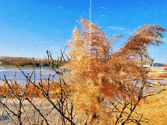 -丁香湖公园