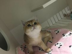 -东方名猫馆·英短金渐层布偶猫舍(环线广场1号楼店)