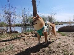 -马家湾湿地公园