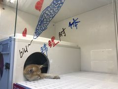 -lincat·猫舍(广州店)