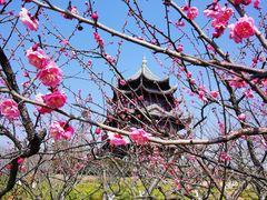 -上海海湾国家森林公园