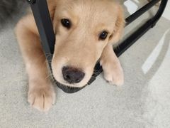 -小狗上班·狗咖·猫咖·小奶狗·摄影(南山店)