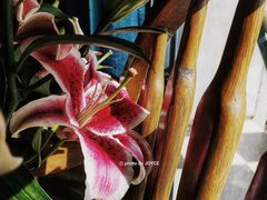 -251#coffee roasters(沿河东路店)