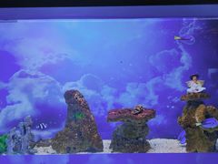 -芜湖新华联大白鲸海洋公园