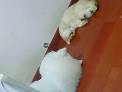 -东方名猫馆·英短金渐层布偶猫舍(环线广场1号楼店)