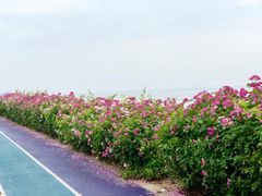 -贡湖湾湿地公园