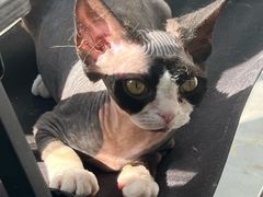 -琪喵猫屋·撸猫猫咖·猫舍