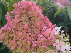 -黑龙江省森林植物园