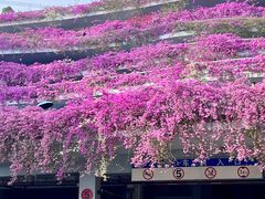 -深圳仙湖植物园