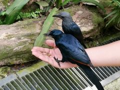 -新加坡飞禽公园