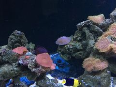 -暹罗海洋世界