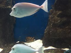 -苏州海洋馆