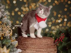 -超宠爱宠物摄影-Super pet