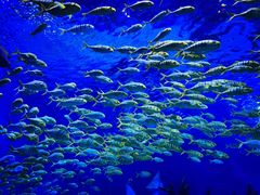 -上海海昌海洋公园