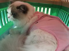 -爱贝特动物医院·猫口炎专科