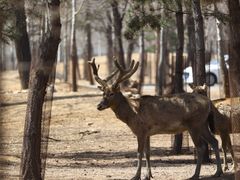 -秦皇岛野生动物园