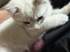 -艾吉宠物医院·疑难杂症转诊中心·猫友好(碧江路院)