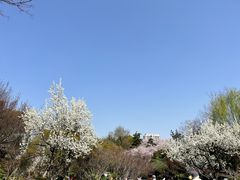 -红梅公园