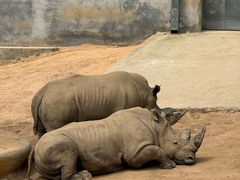 -西霞口神雕山野生动物世界