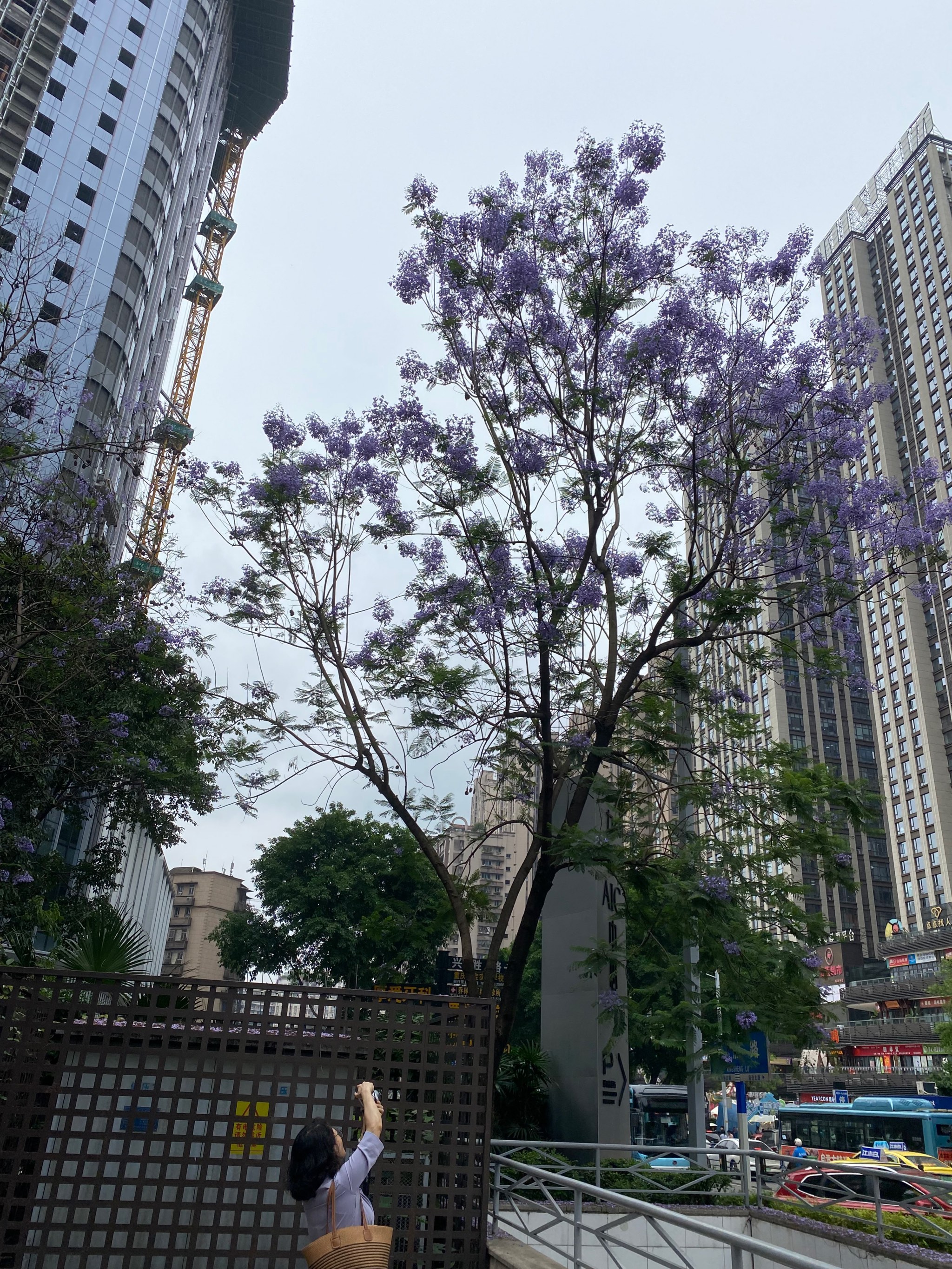 0元玩转这座城 蓝花楹