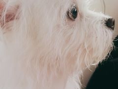 -伟伟宠物医院·CT影像中心·瑞派犬猫综合性门诊(汉口总院)