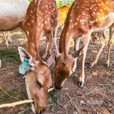 🦌北京小奈良｜南海子公园🌸