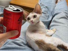 -山宅一喵德文卷毛猫舍