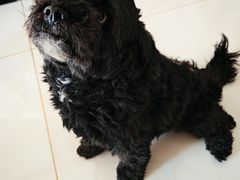 -天使宠物医院·犬猫分诊(彩虹店)