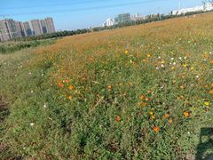 -皇粮浜公园
