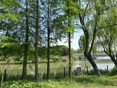 -顾村公园