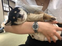 -逗柴咖啡屋·狗咖猫咖宠物桌游