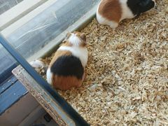 -怪兽屋·羊驼·猫咖·狗咖(俊华广场店)