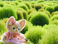-花开海上生态园