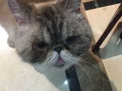 -猫色咖啡·猫咖