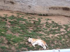 -西霞口神雕山野生动物世界