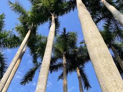 -深圳仙湖植物园
