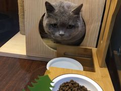 -奶牛家宠物酒店(嘉宏云顶店)