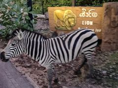 -清迈夜间动物园