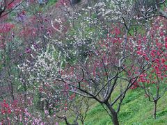 -桃花涧
